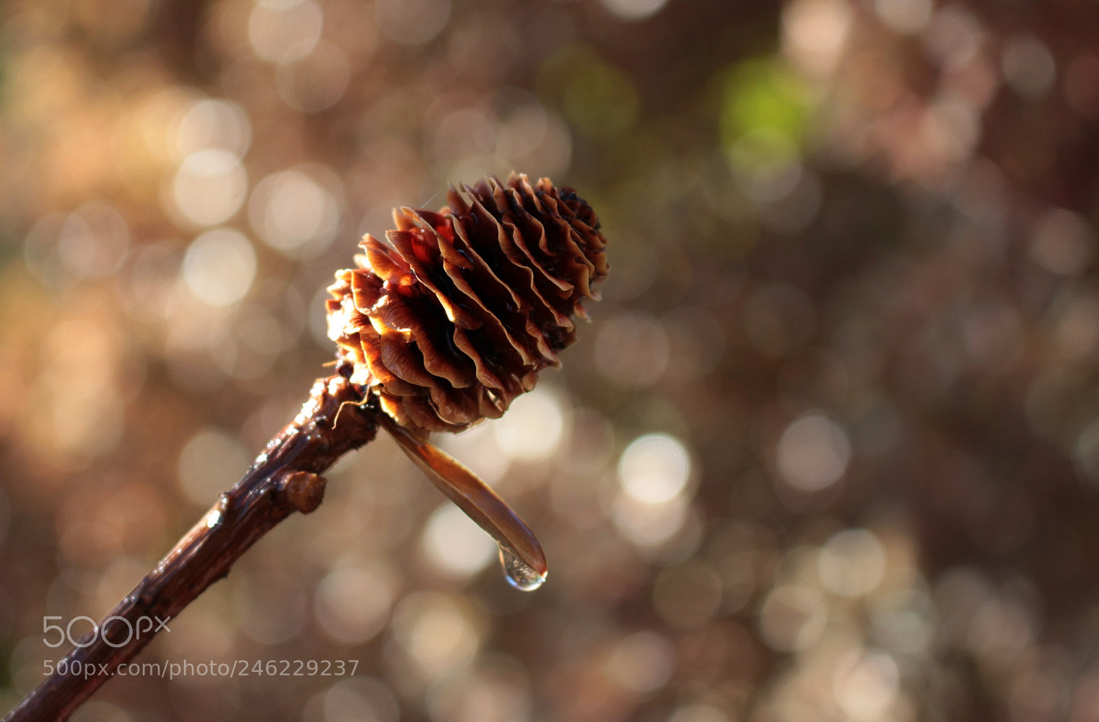 Canon EOS 700D (EOS Rebel T5i / EOS Kiss X7i) sample photo. Winter melody photography