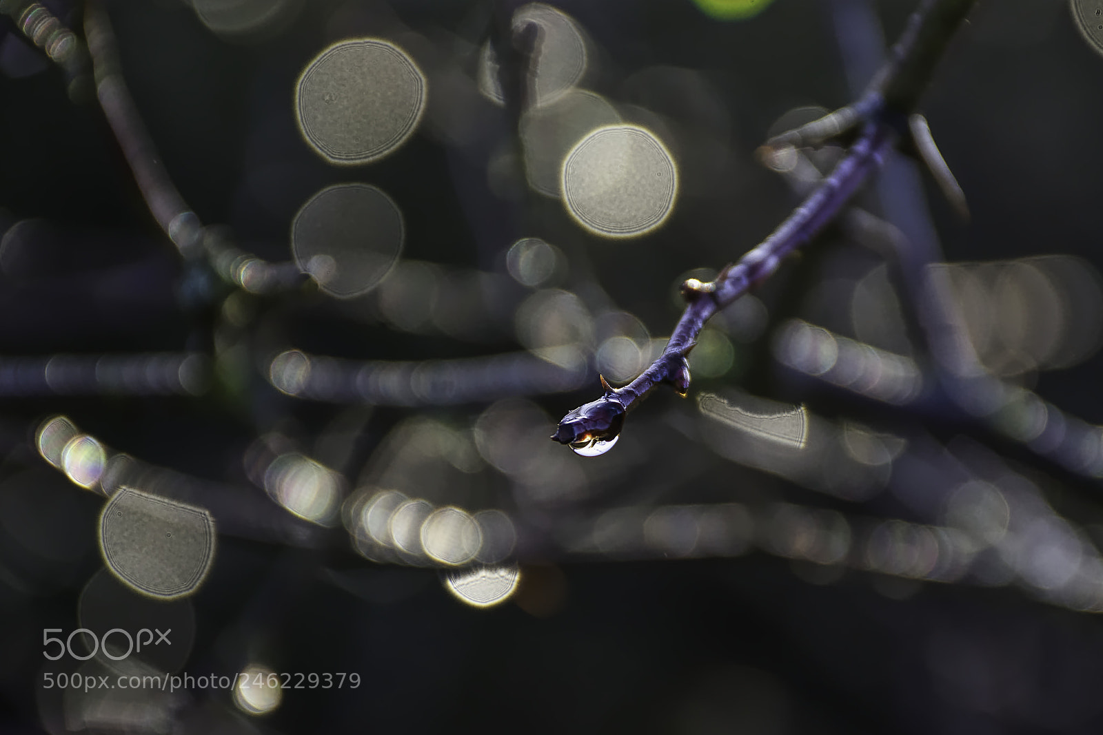 Nikon D7200 sample photo. Last tear of winter. photography