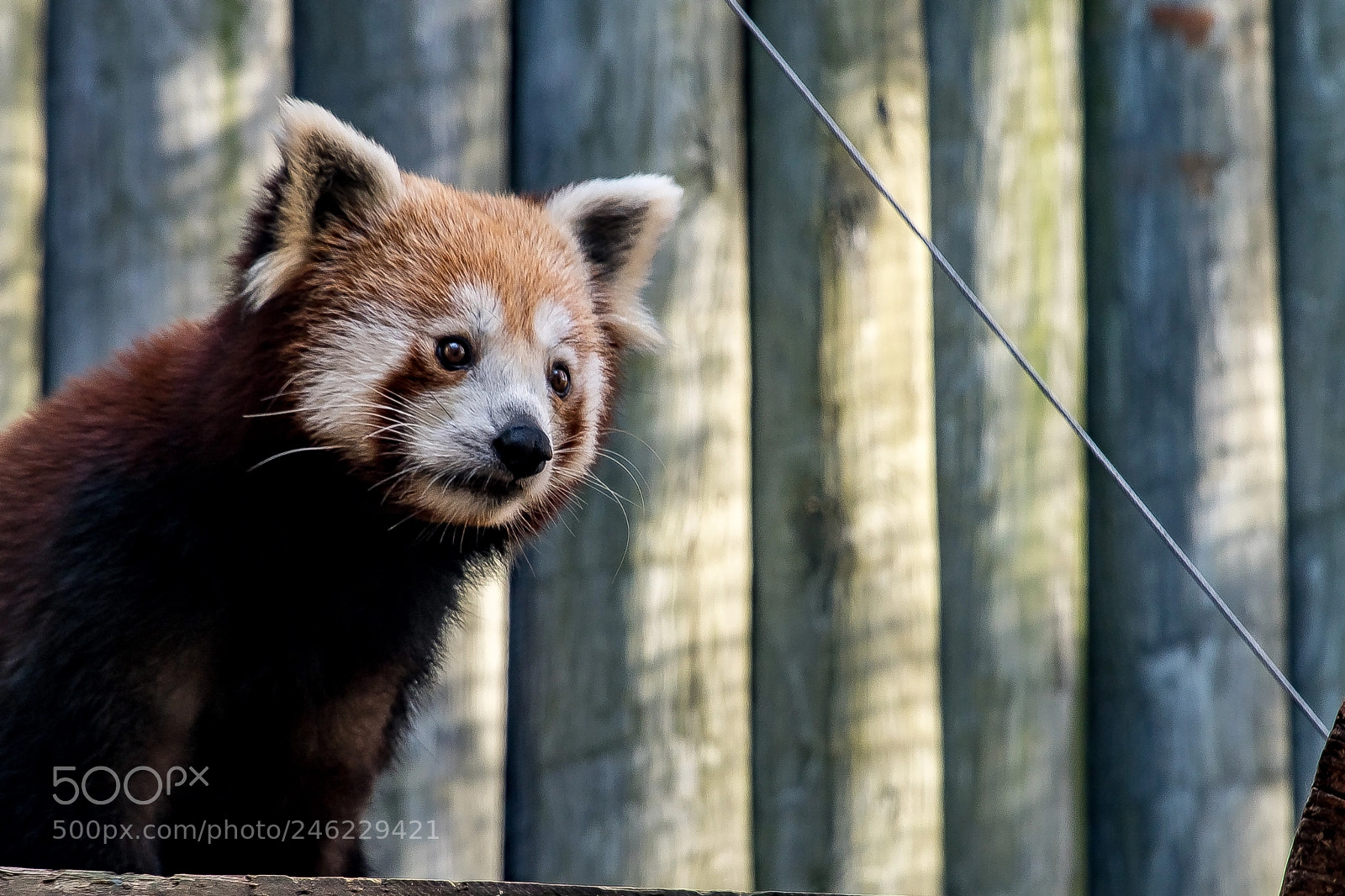 Sony a9 sample photo. Red panda posing photography