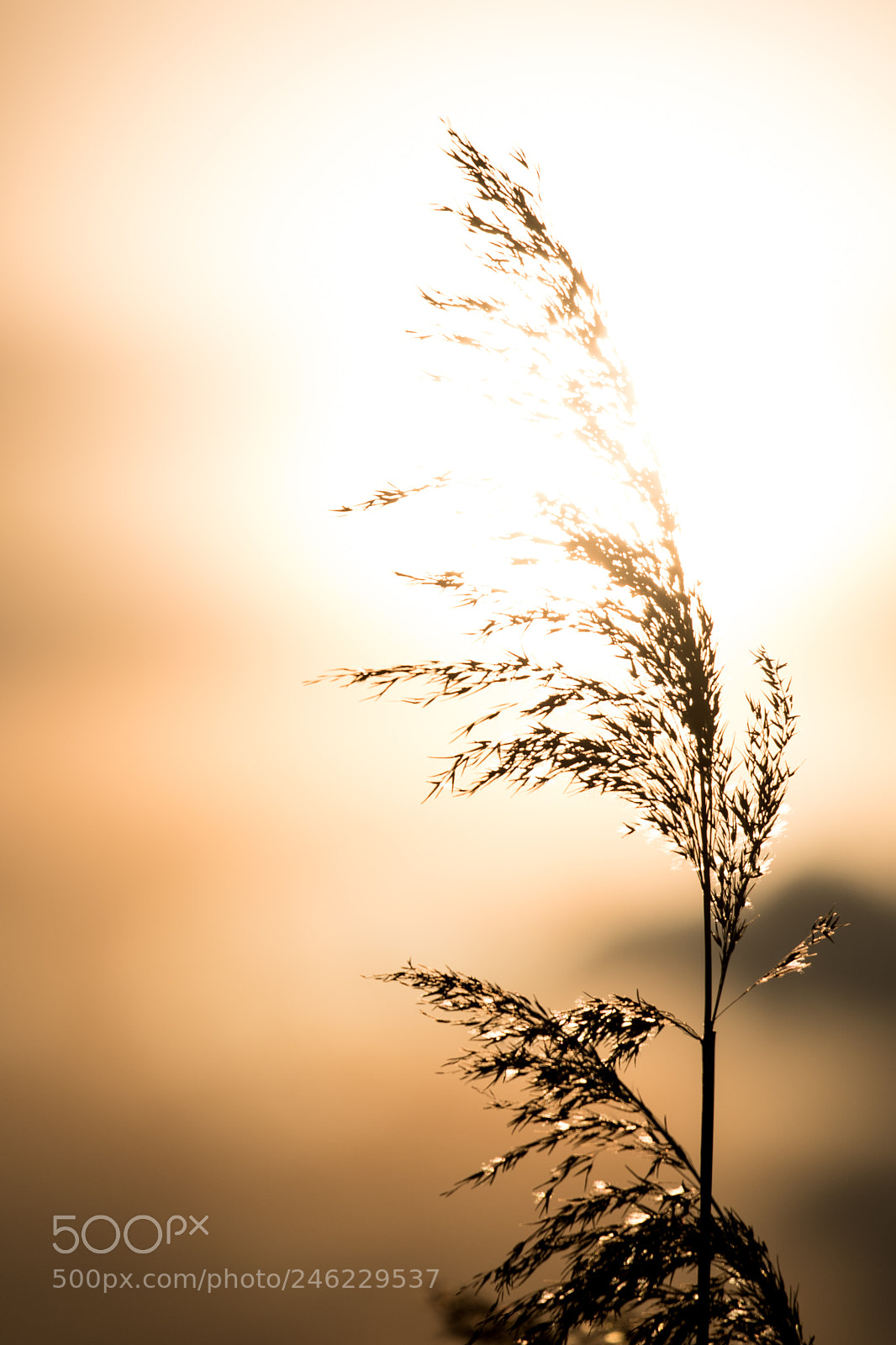 Nikon D500 sample photo. Silhouette photography