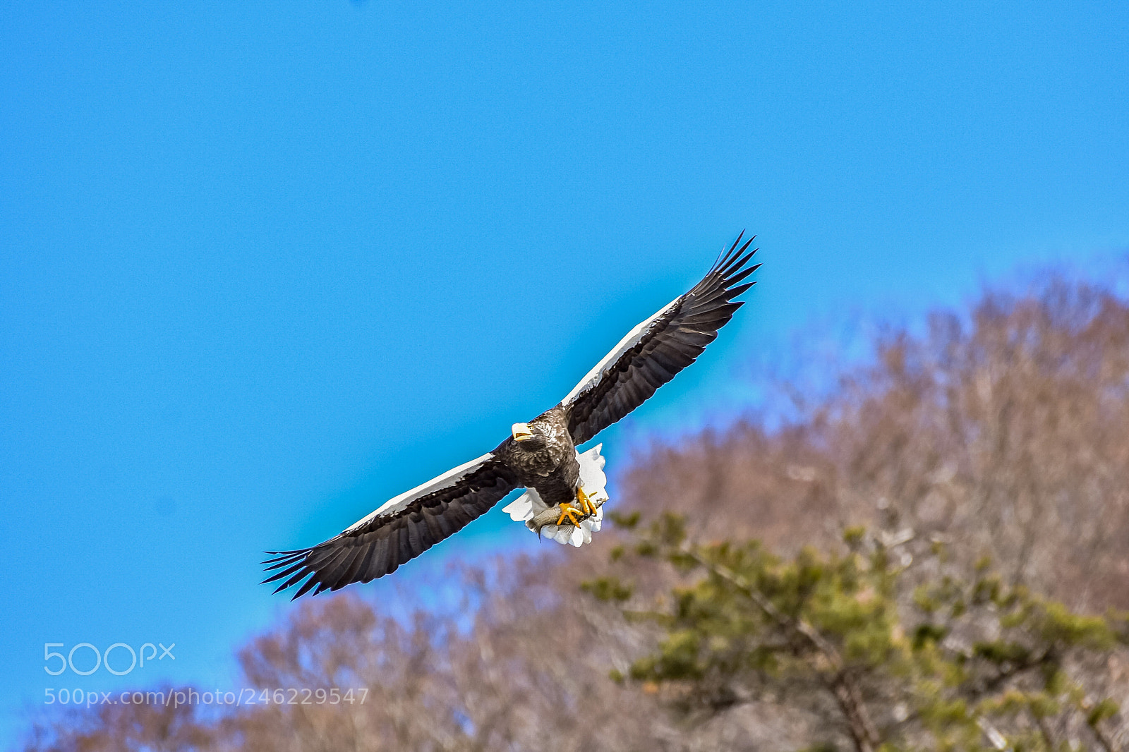 Nikon D7200 sample photo. Steller's sea eagl photography