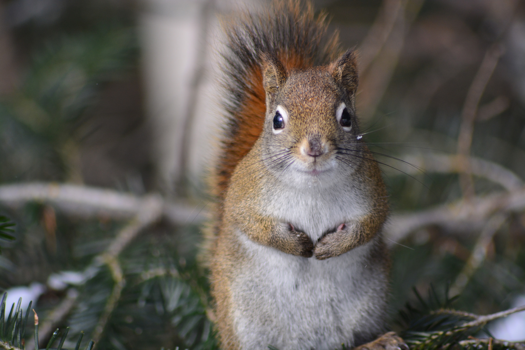 Sigma 70-300mm F4-5.6 APO DG Macro sample photo. Squirrel photography