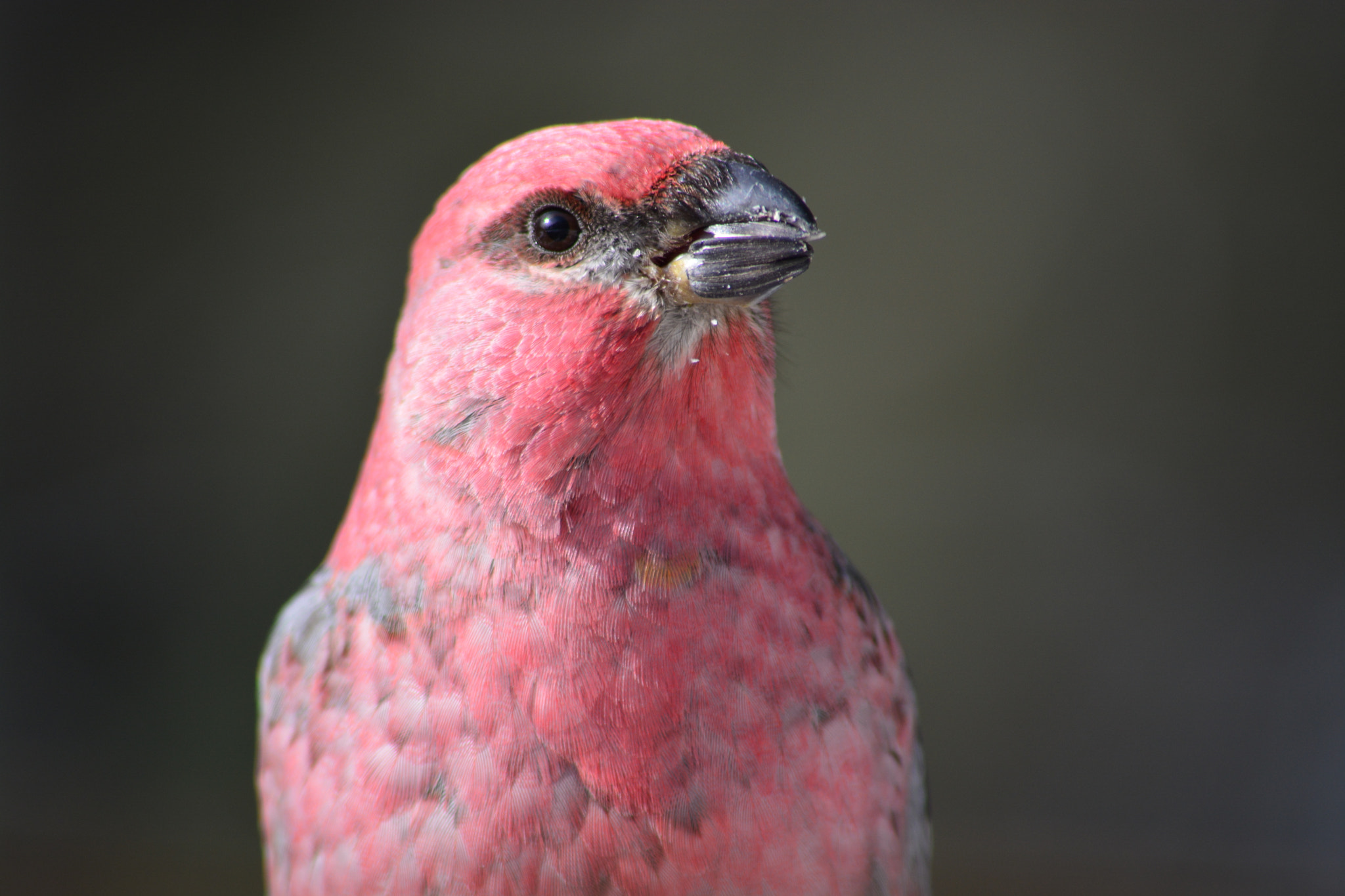 Sigma 70-300mm F4-5.6 APO DG Macro sample photo. Male grosbeak photography