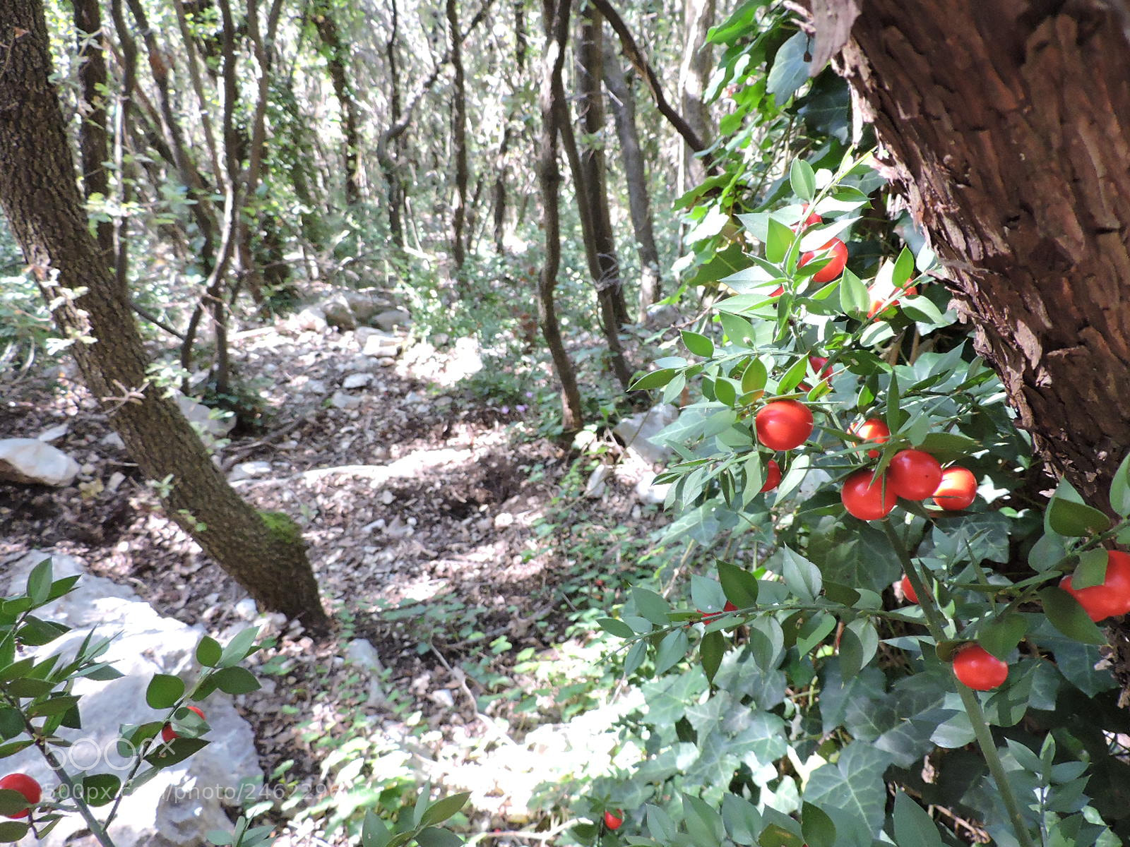 Nikon Coolpix P530 sample photo. Ruscus aculeatus photography
