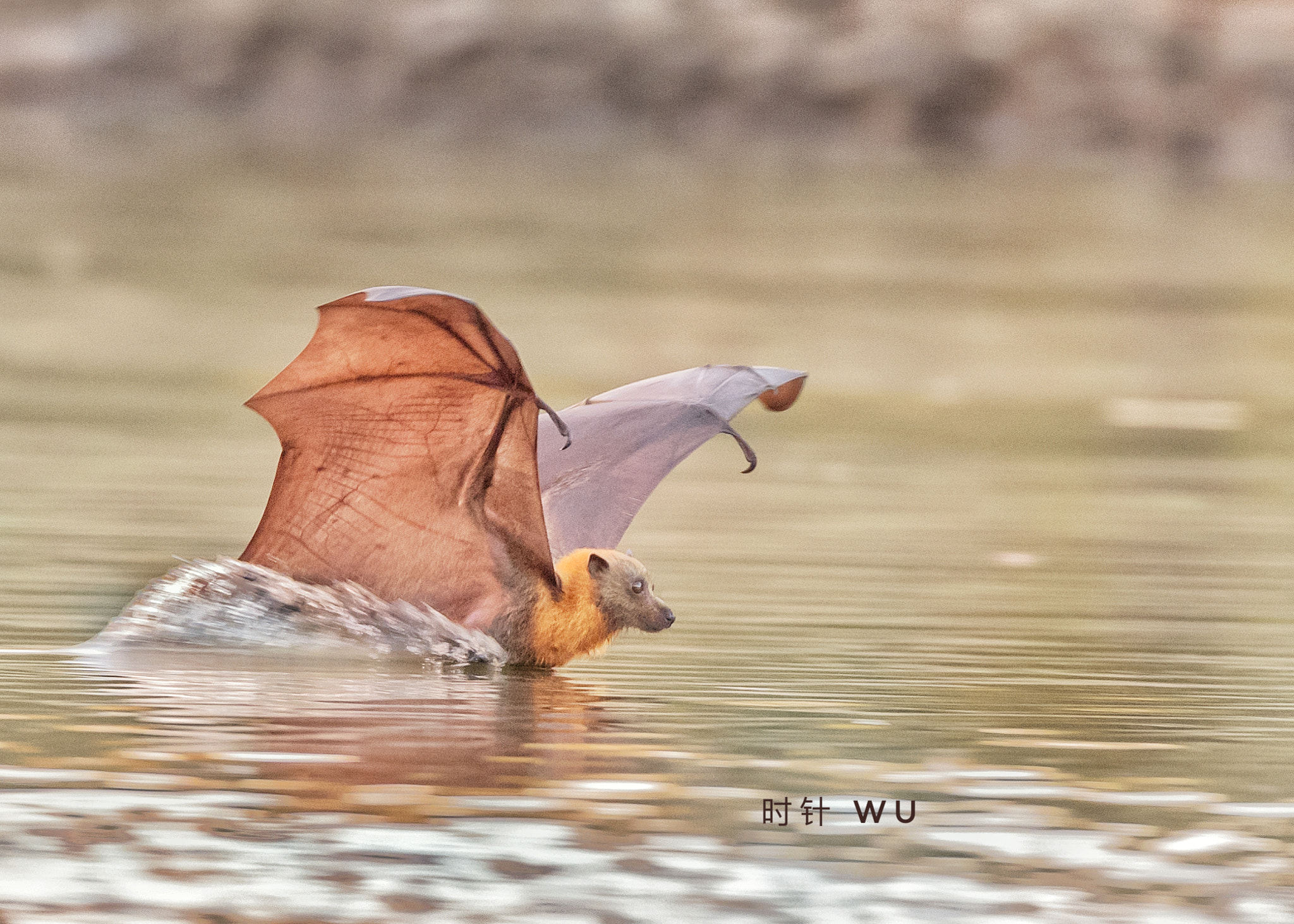 Nikon D810A sample photo. Play water photography