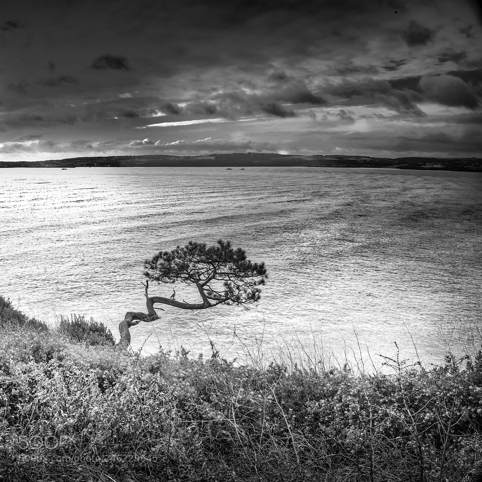 Leica Q (Typ 116) sample photo. The crooked tree taken photography