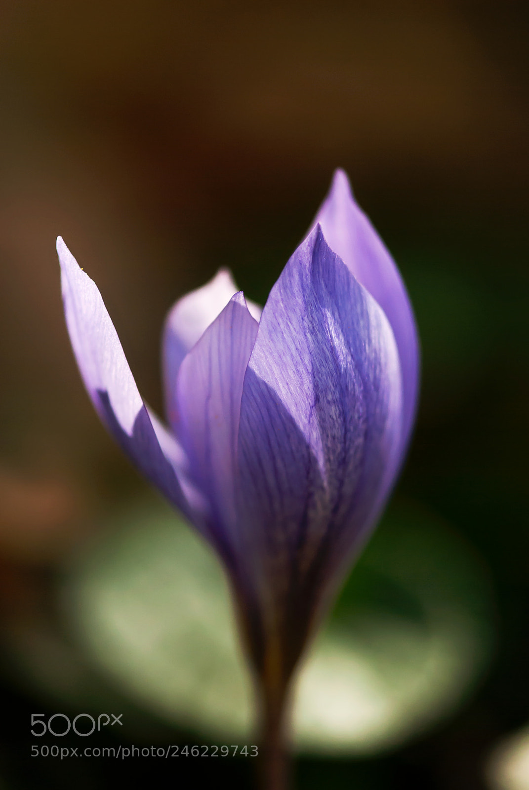 Nikon D60 sample photo. Autumn crocus blooming photography