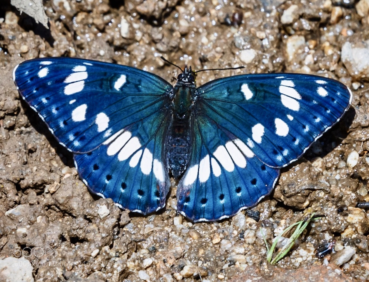 Canon EOS 7D sample photo. Almirante blanco del sur photography