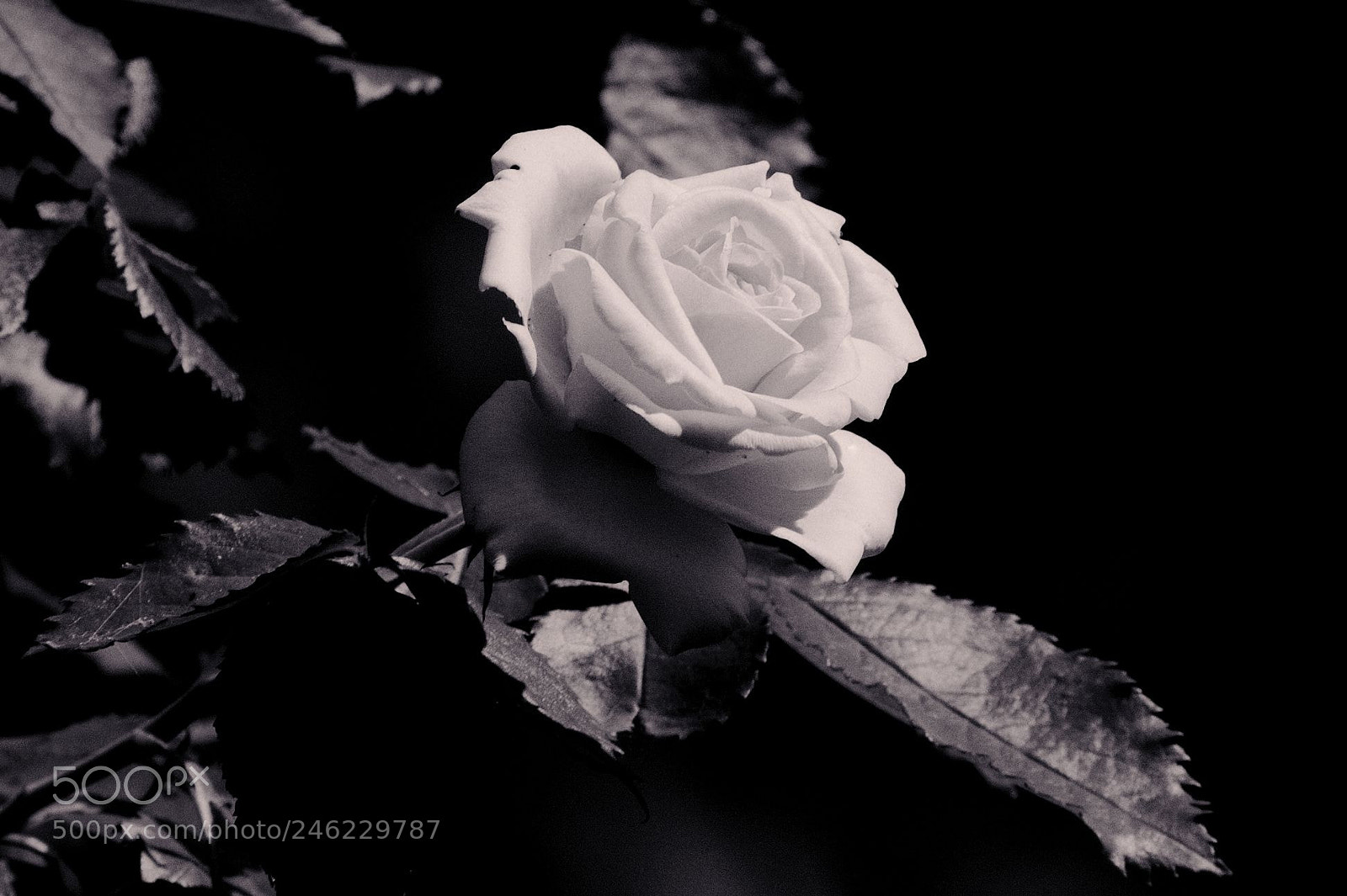 Nikon D300S sample photo. Una rosa in bianco photography