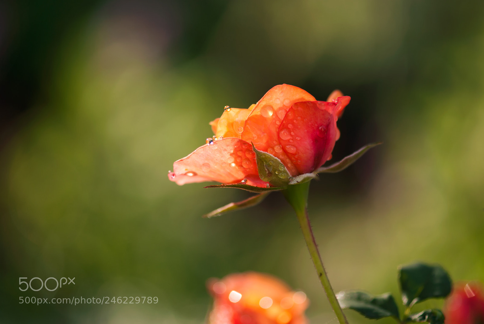 Nikon D60 sample photo. Coral rose with water photography