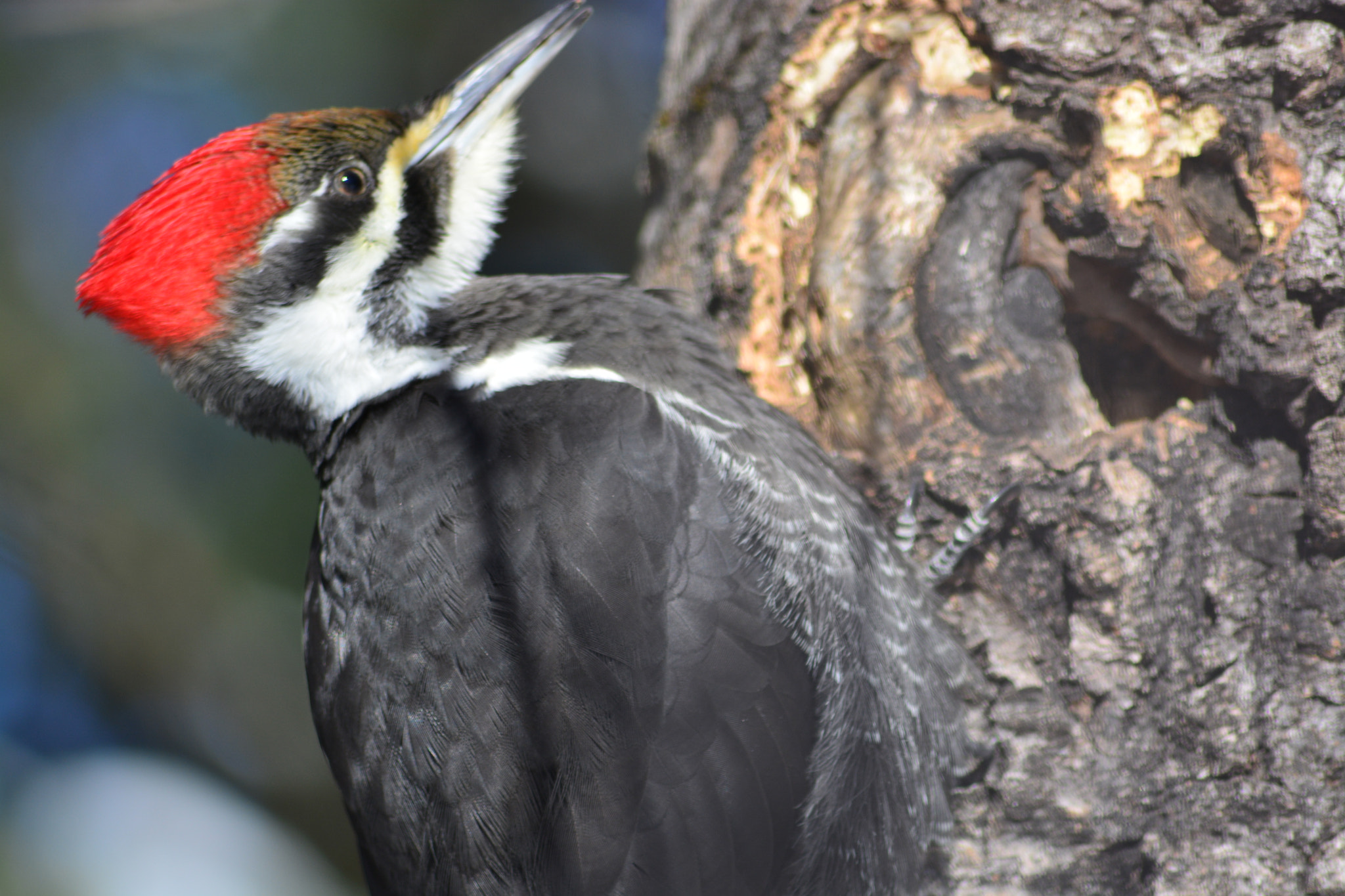 Sigma 70-300mm F4-5.6 APO DG Macro sample photo. Woodpeker photography