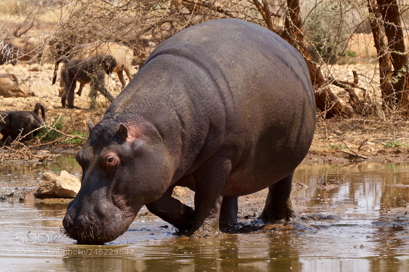 Sony Alpha a5000 (ILCE 5000) sample photo. Hippo at erindi game photography