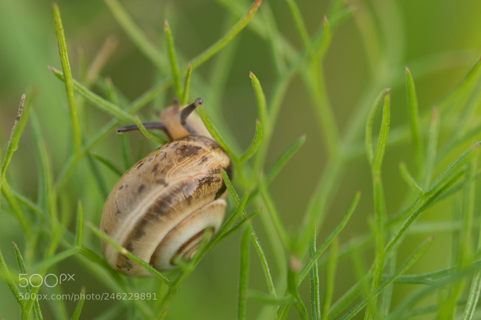 Nikon D5600 sample photo. Snail on the weed photography