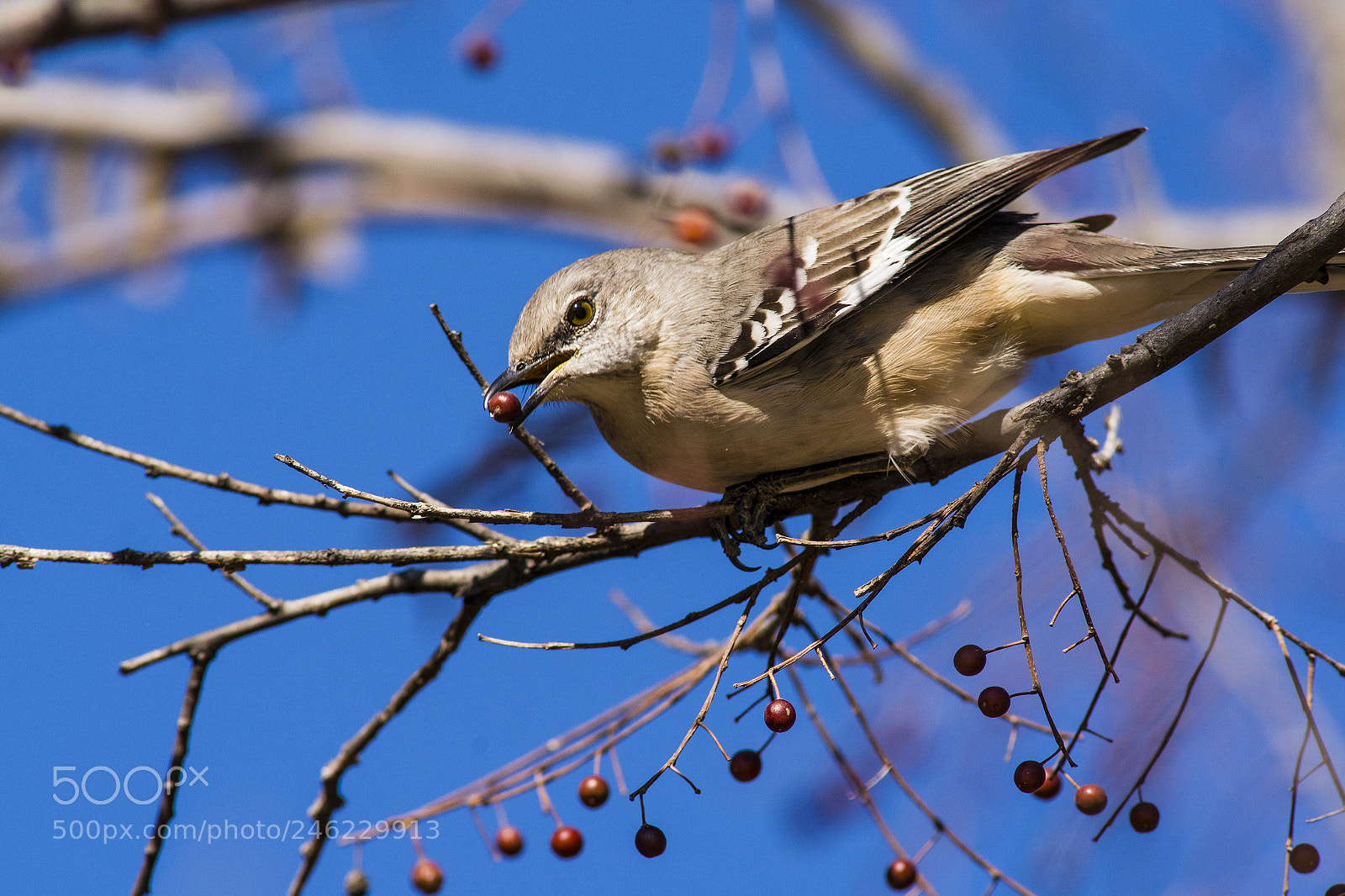 Nikon D7100 sample photo. Berry thief photography