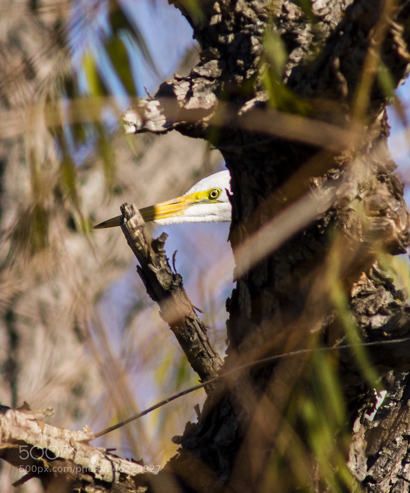 Nikon D7100 sample photo. Peeking around a tree photography