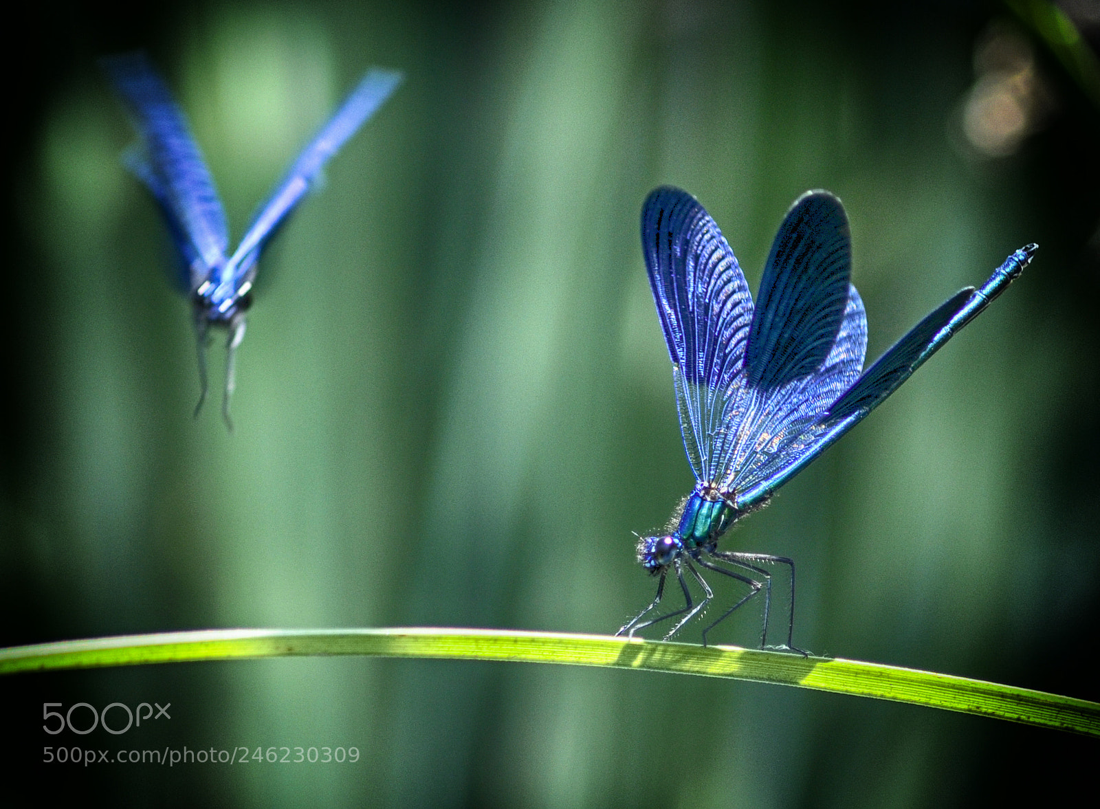 Nikon D5000 sample photo. Dragonflies photography