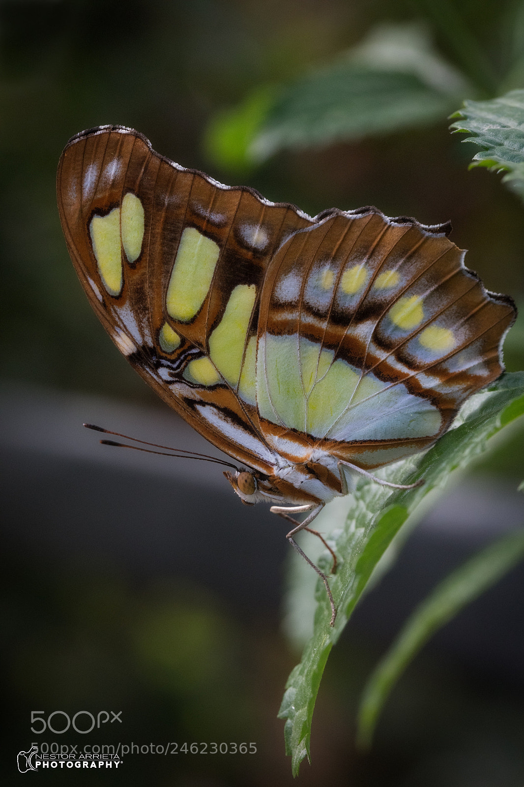 Canon EOS 5DS R sample photo. Malachiteb photography