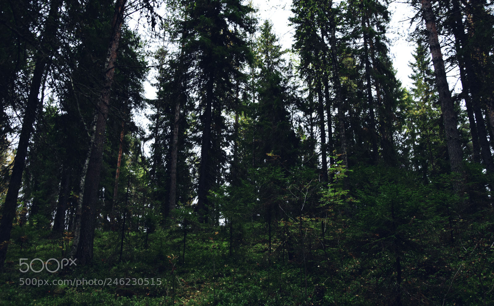 Nikon D7200 sample photo. Return to nature photography