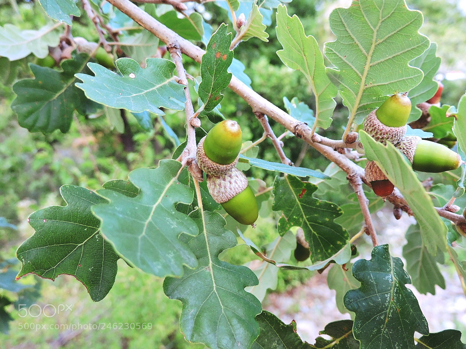 Nikon Coolpix P530 sample photo. Quercus photography
