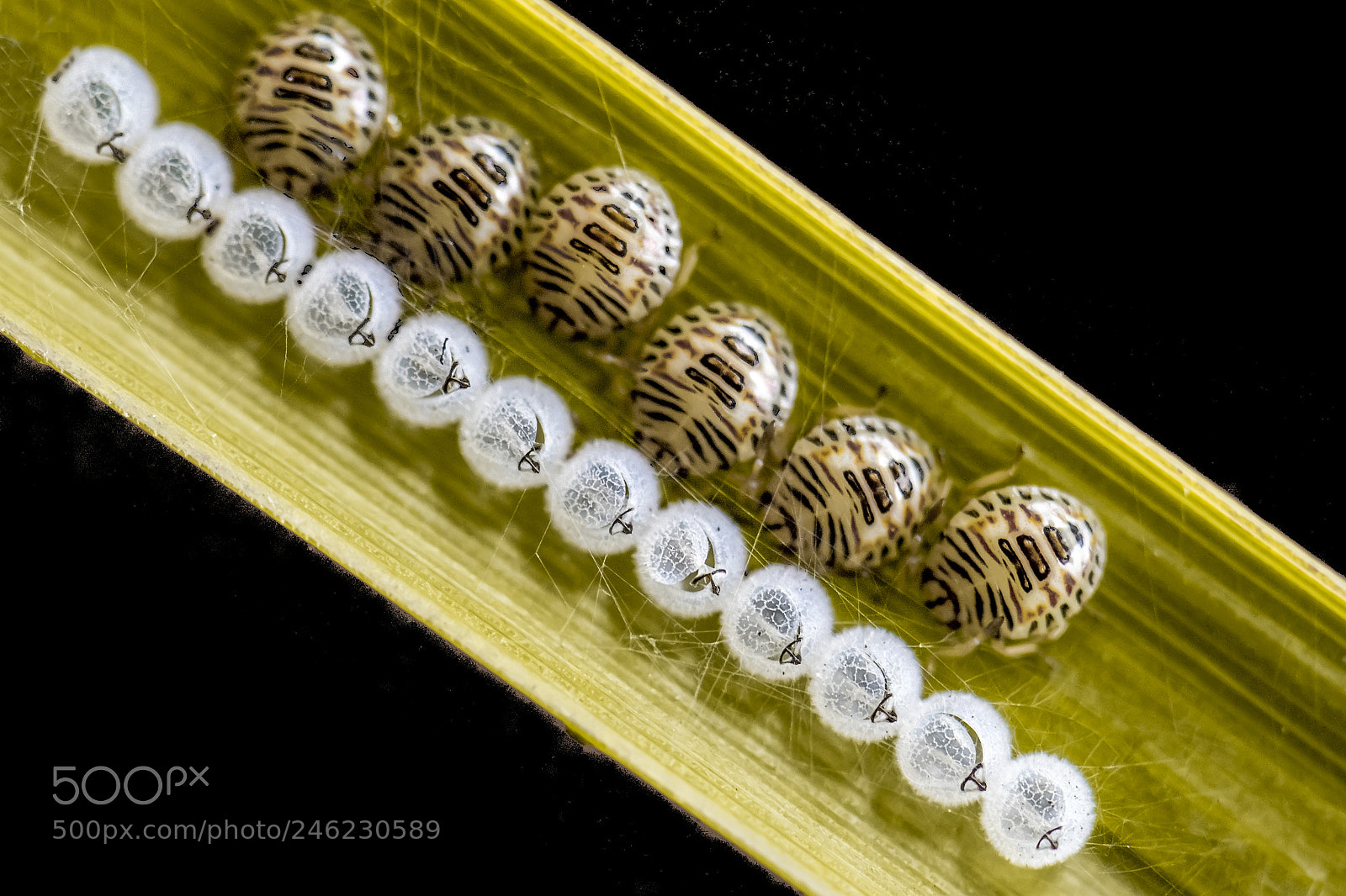 Nikon D500 sample photo. Bedbugs photography