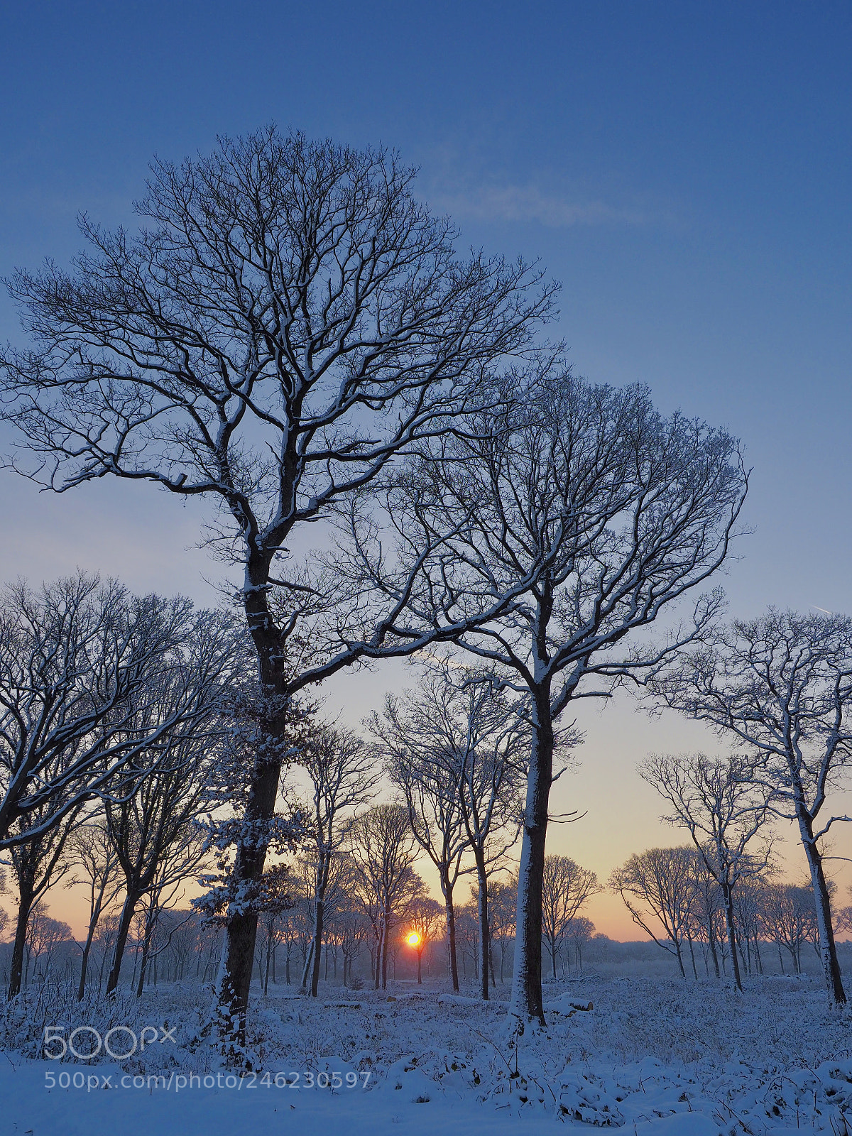 Olympus OM-D E-M1 Mark II sample photo. Blue morning photography