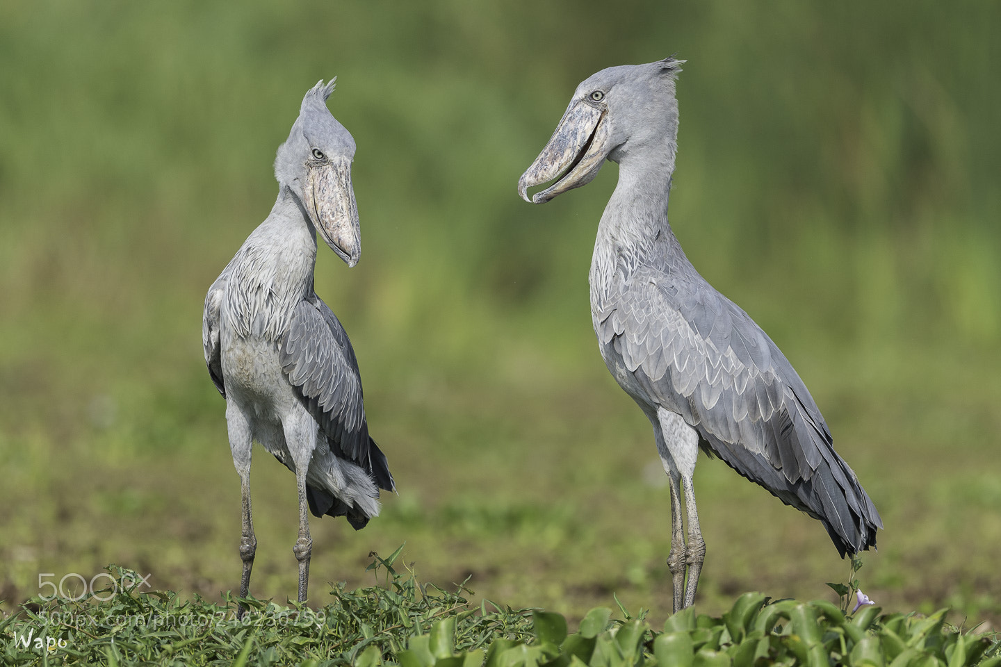 Nikon D500 sample photo. Shoebills in love ! photography