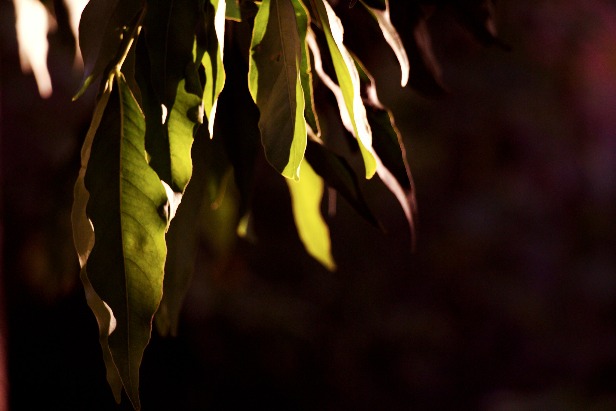 Canon EOS 650D (EOS Rebel T4i / EOS Kiss X6i) sample photo. Leaves photography