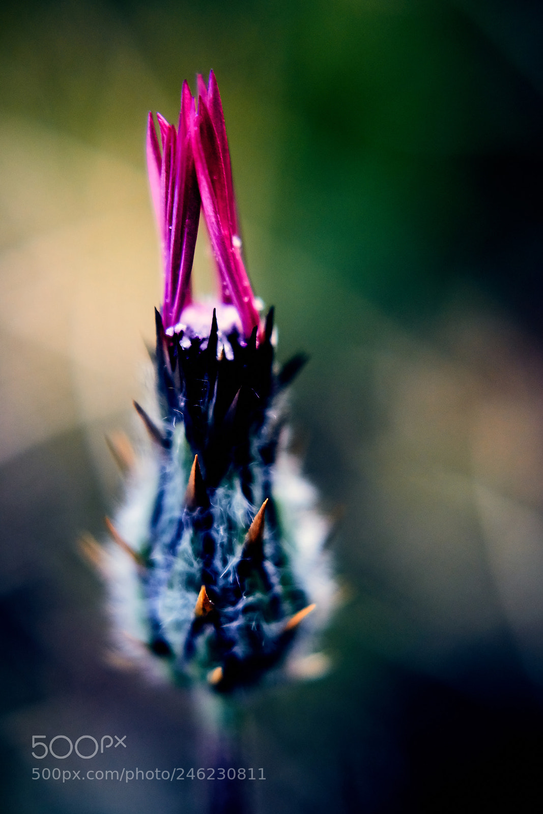 Sony ILCA-77M2 sample photo. Mohican photography