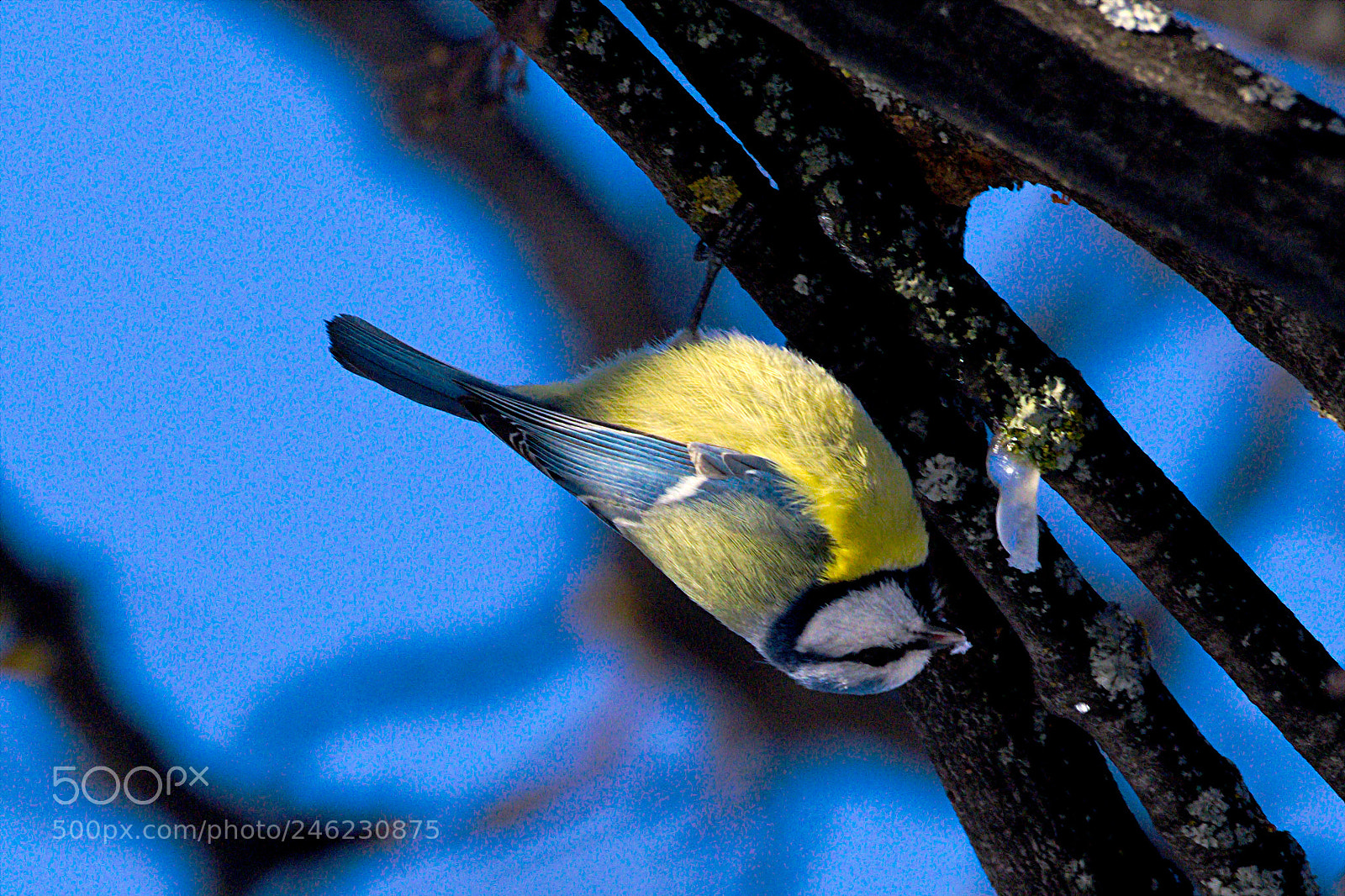 Pentax K-1 sample photo. Upside down feeding photography
