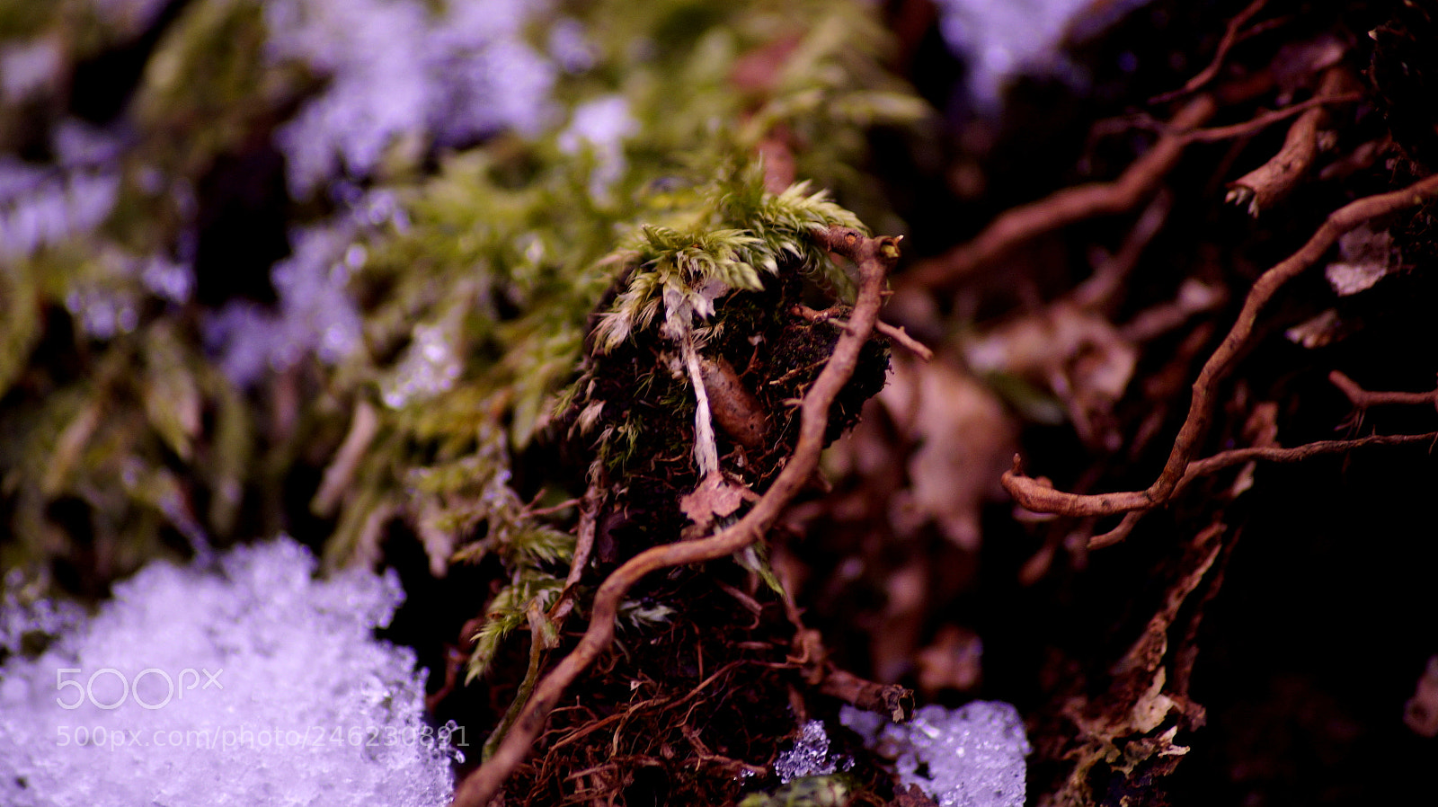 Sony SLT-A58 sample photo. Moos und eis photography