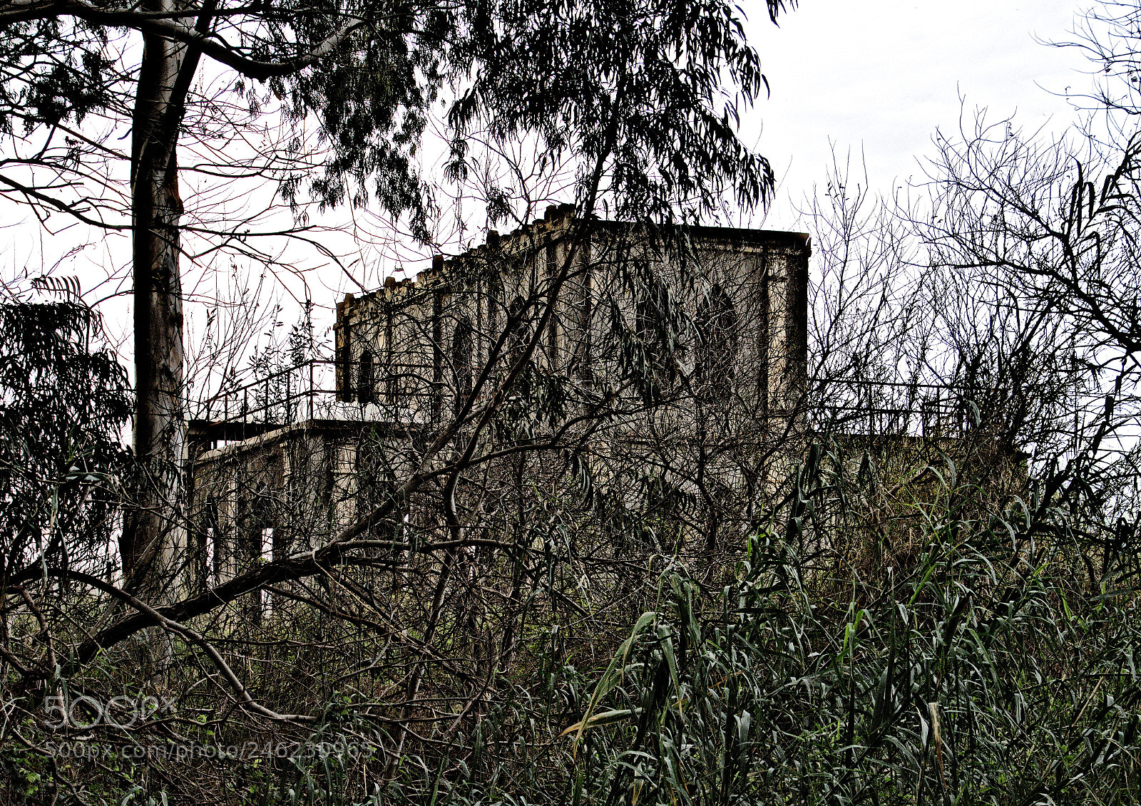 Nikon D7200 sample photo. Overgrown photography