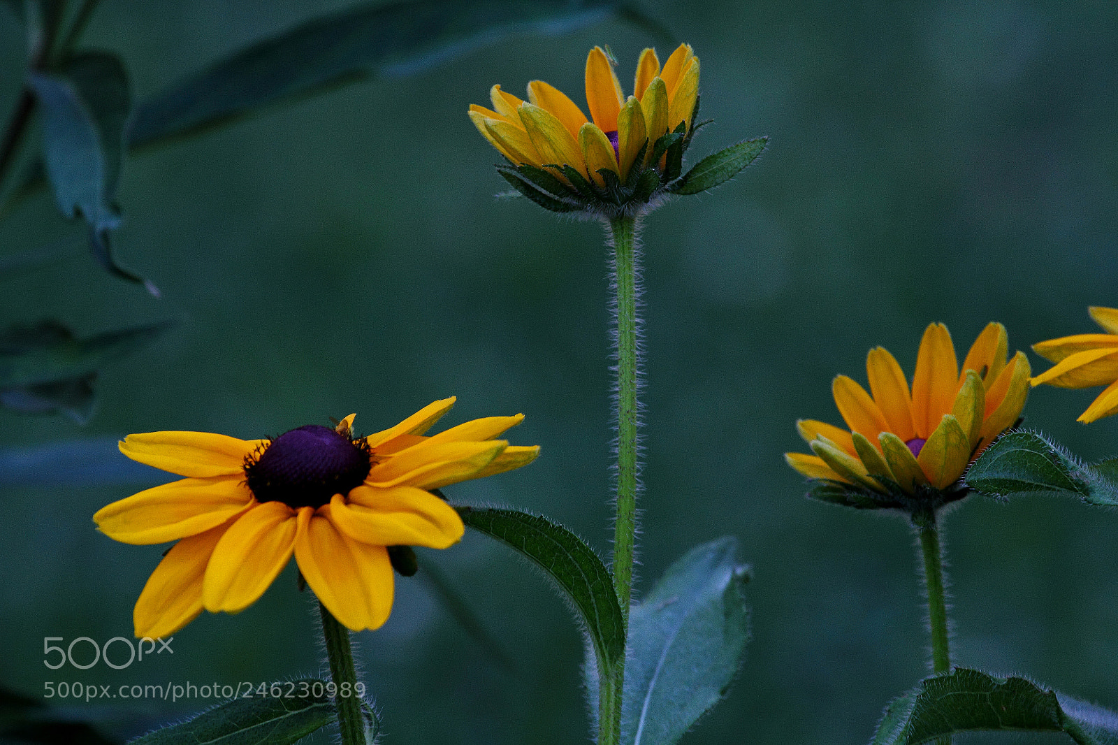 Canon EOS 7D sample photo. Black-eyed susan photography