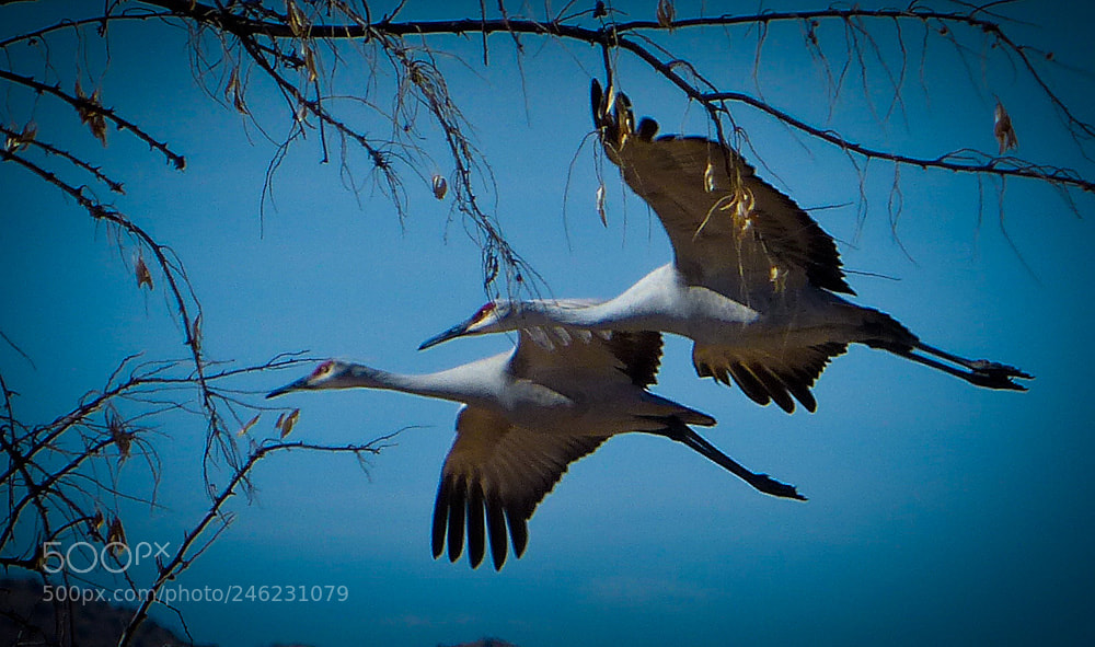 Panasonic Lumix DMC-FZ200 sample photo. Sandhill cranes photography