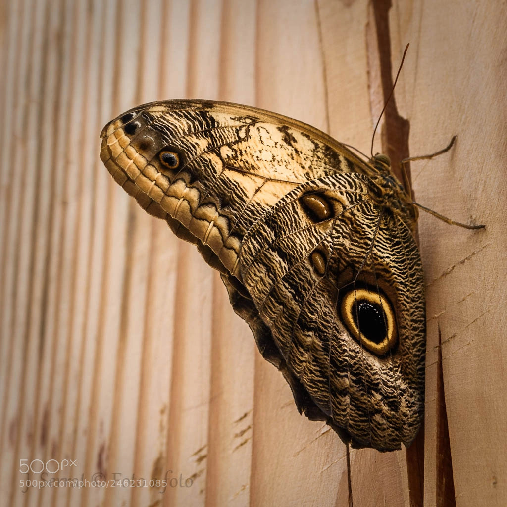 Nikon D7200 sample photo. Butterfly photography