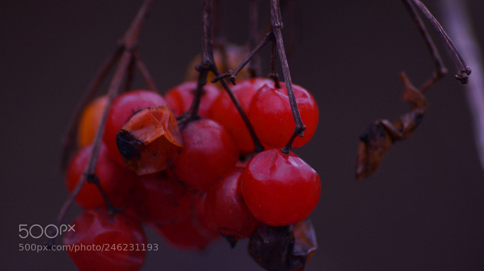 Sony SLT-A58 sample photo. Beeren photography