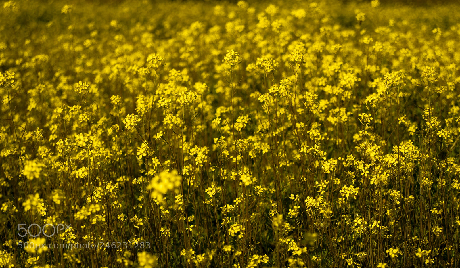 Sony Alpha DSLR-A330 sample photo. Flowers field photography