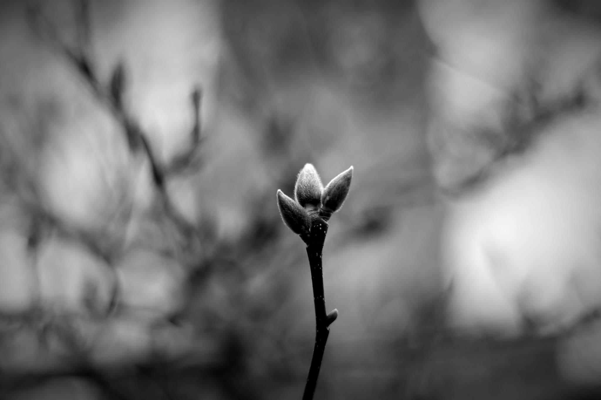 Canon EOS 80D + Canon EF 50mm F1.4 USM sample photo. Rise up photography