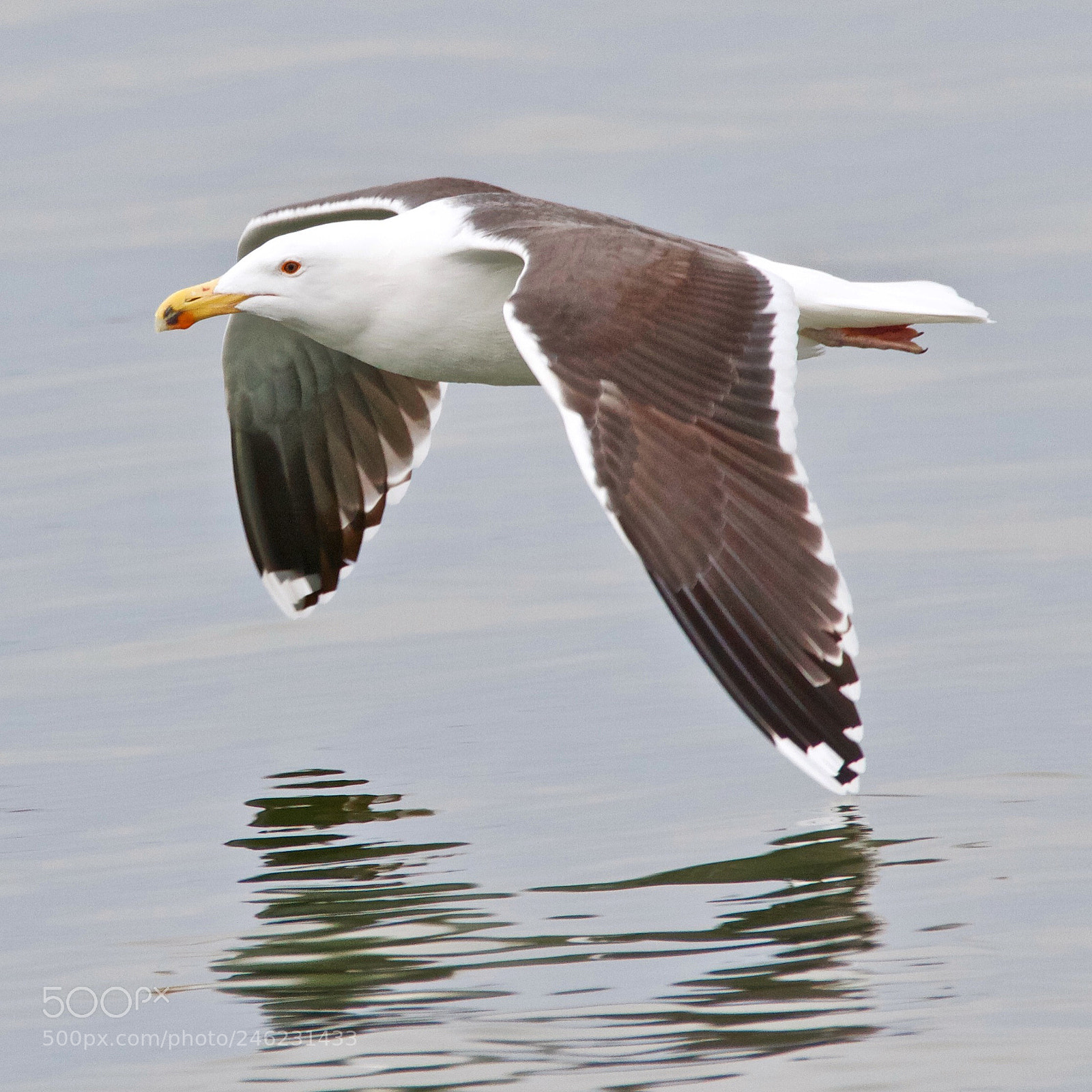 Canon EOS 7D sample photo. Ring bill seagull photography