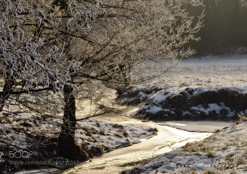 Nikon D5100 sample photo. Brook in the forest photography