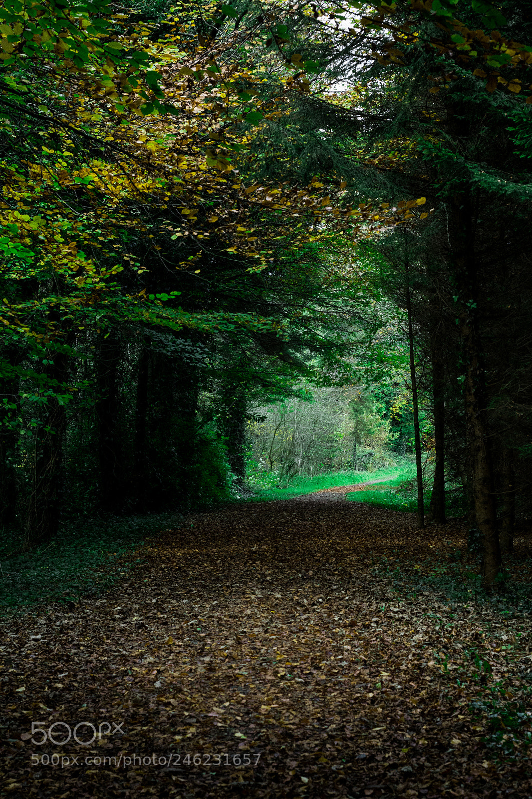 Canon EOS 60D sample photo. Forest edit (of ) photography