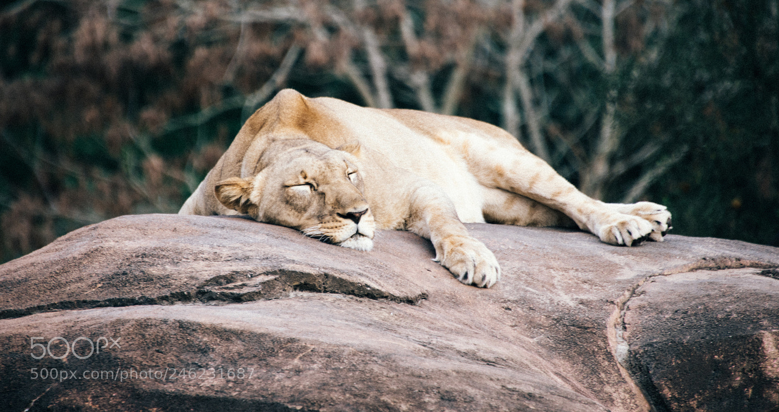 Nikon D810 sample photo. Sleepy lioness photography