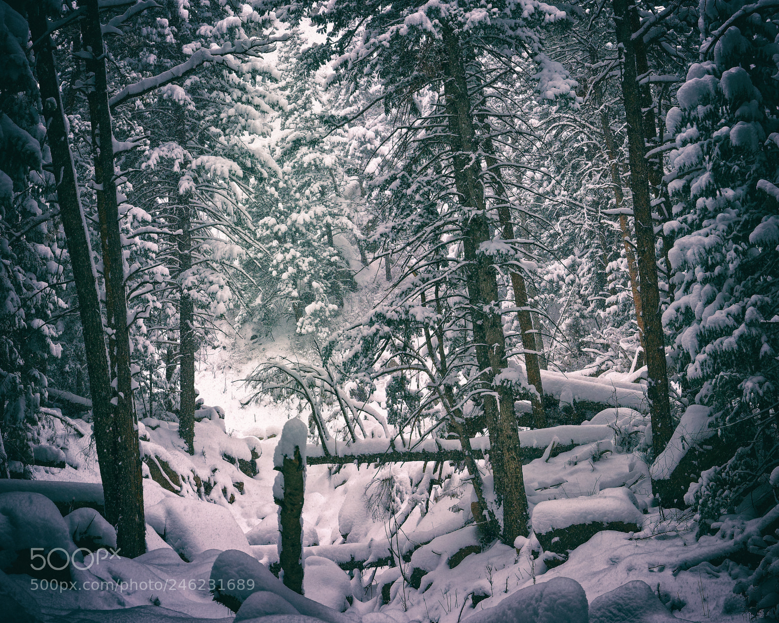 Sony ILCA-77M2 sample photo. Deep in the snowy photography