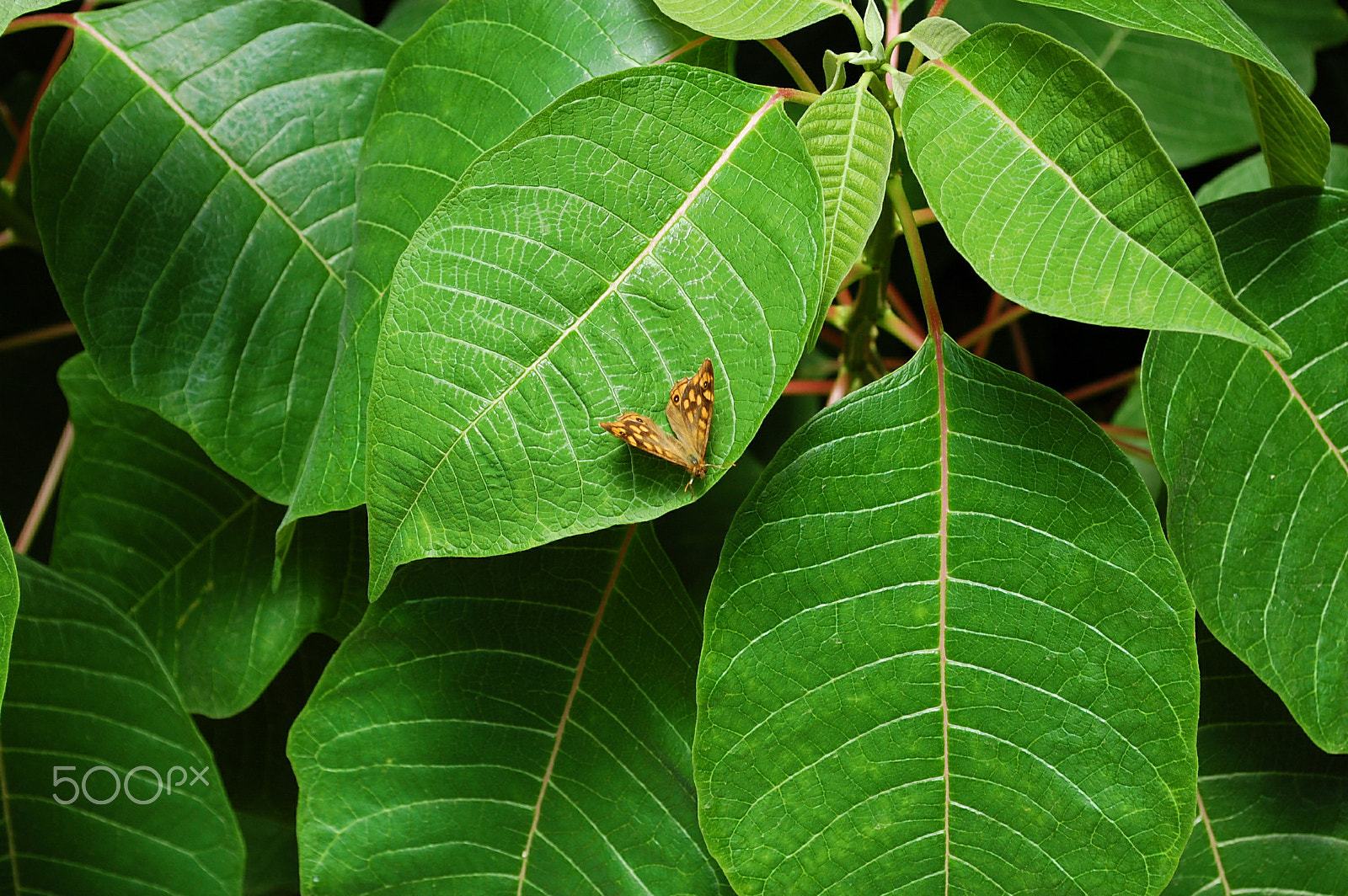 Nikon D40 sample photo. Butterfly photography