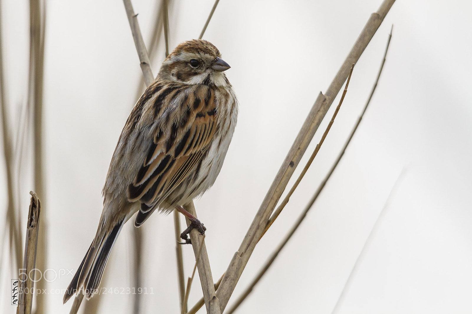 Canon EOS 7D sample photo. Reed bunting photography