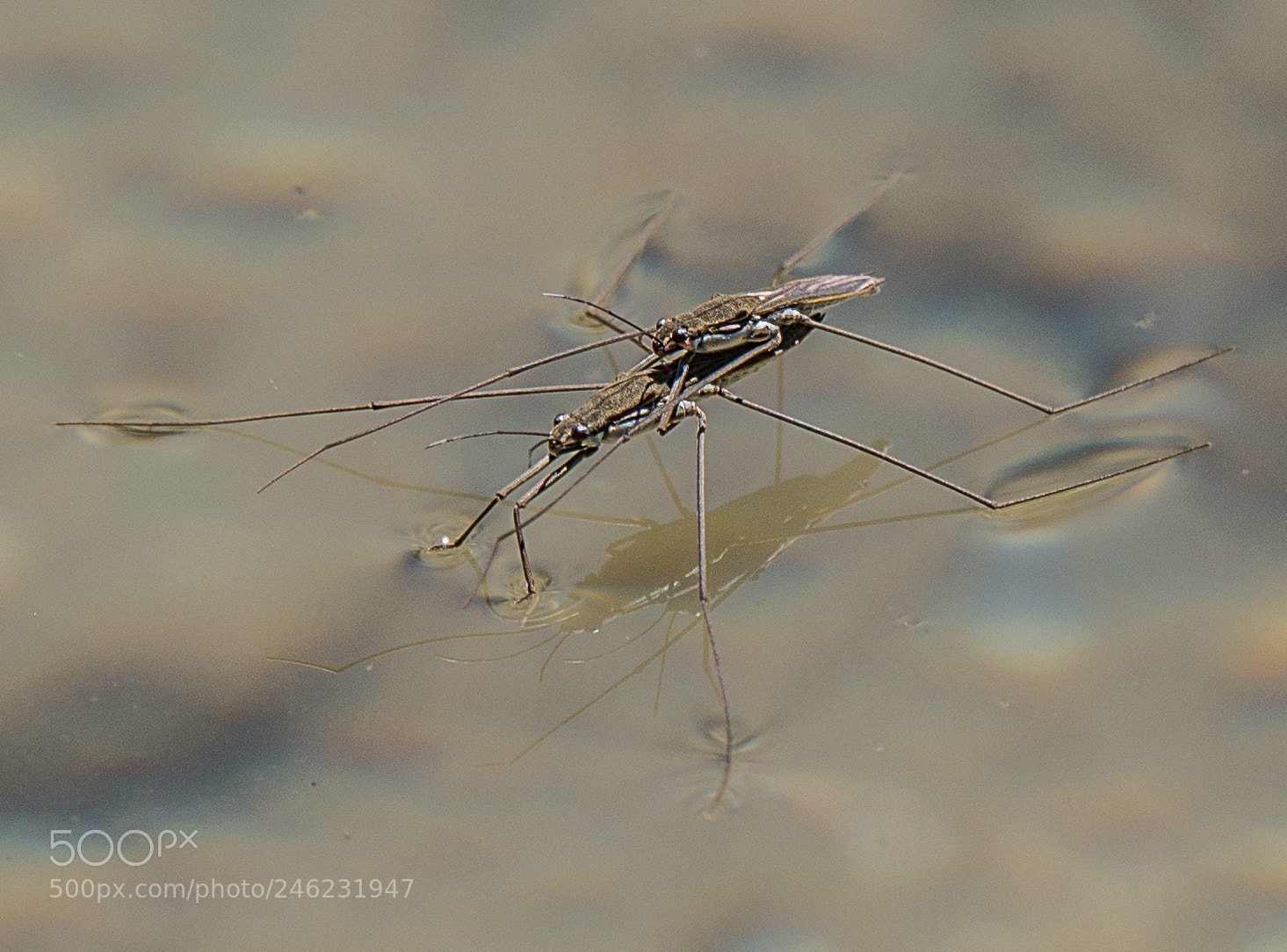 Panasonic DMC-G70 sample photo. Water strider photography