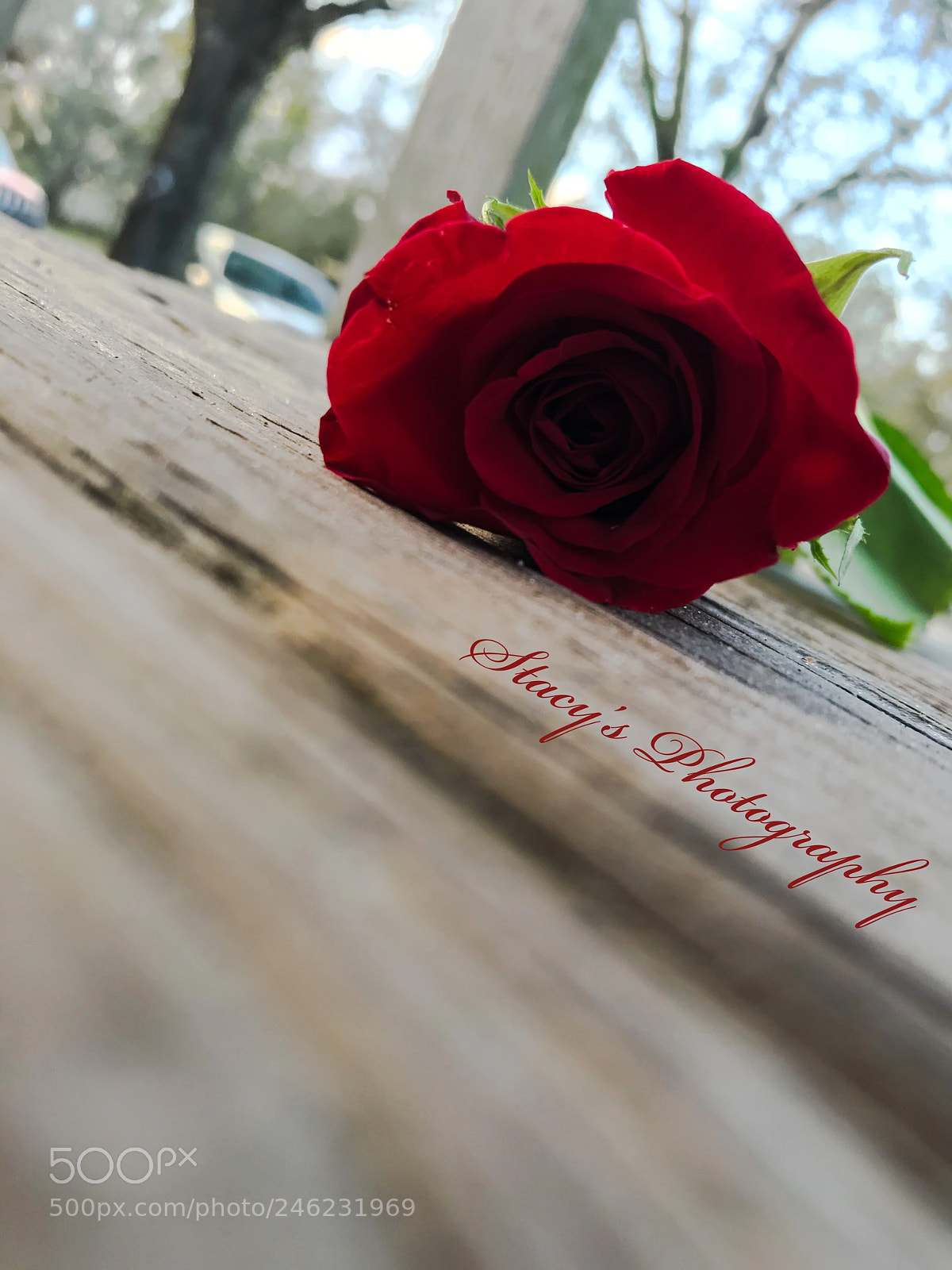 Apple iPhone 7 sample photo. Untitled photography
