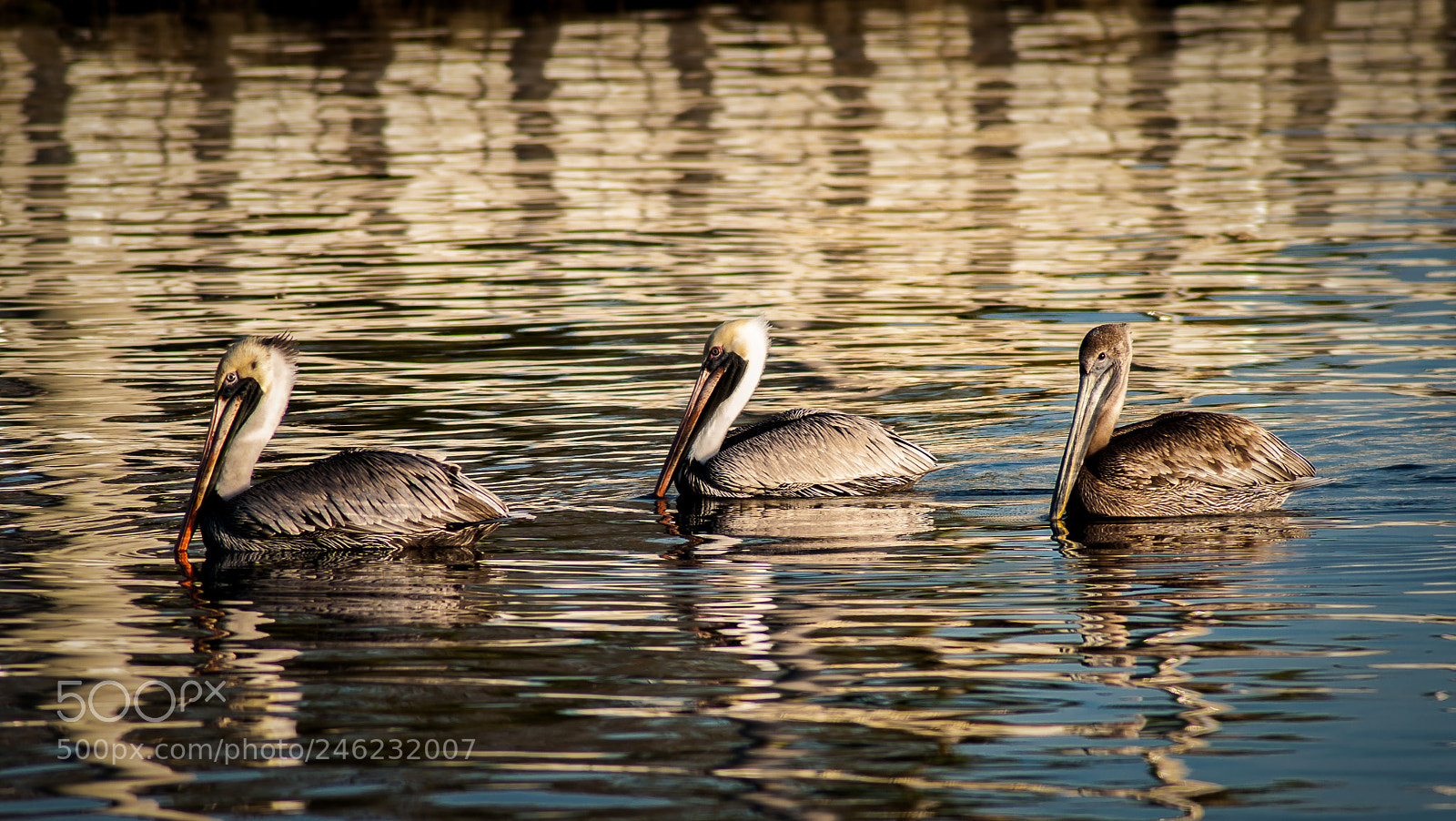 Nikon D5000 sample photo. 3 pelicans on the river photography