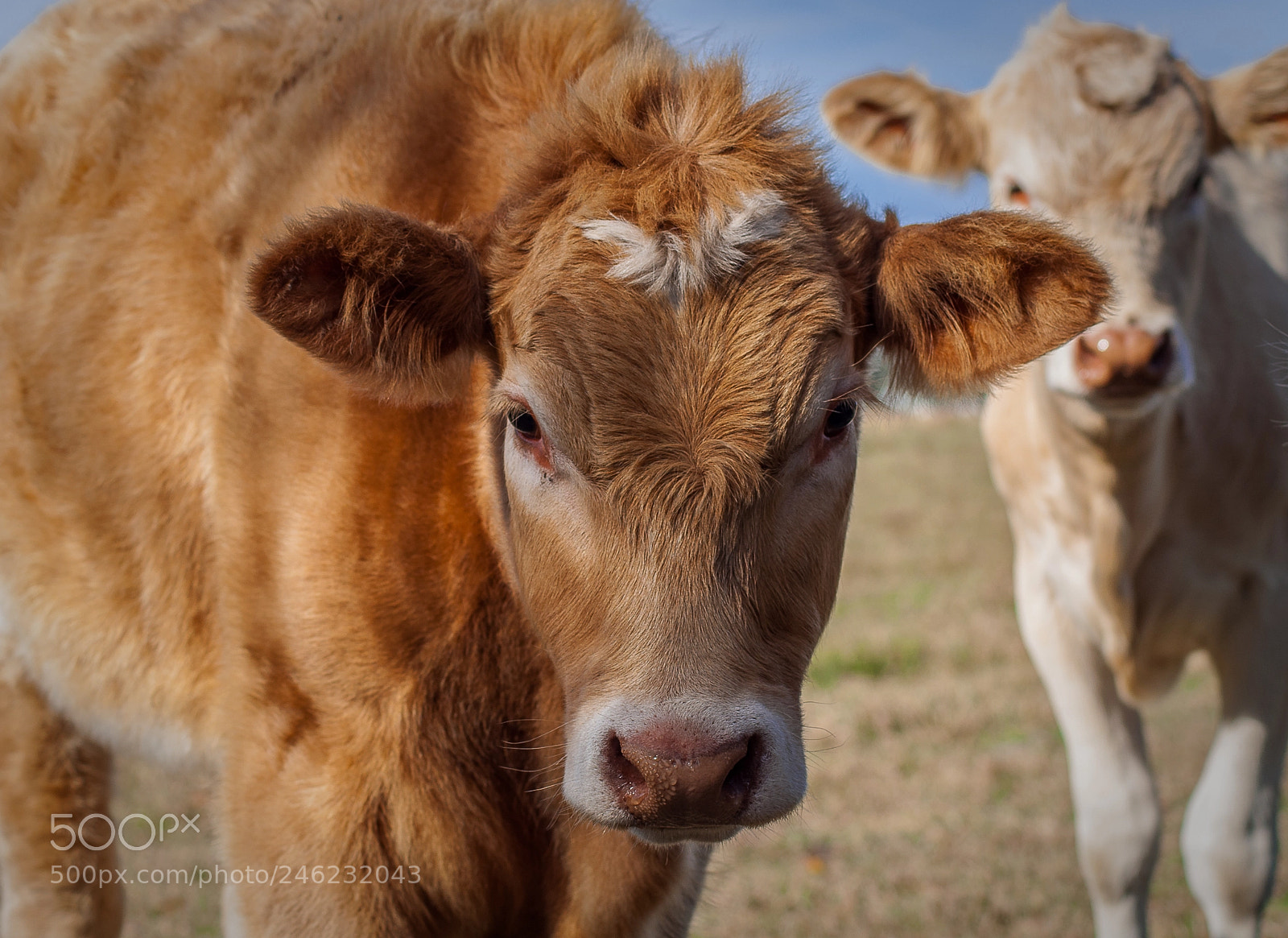 Nikon D5000 sample photo. Cow portrait photography