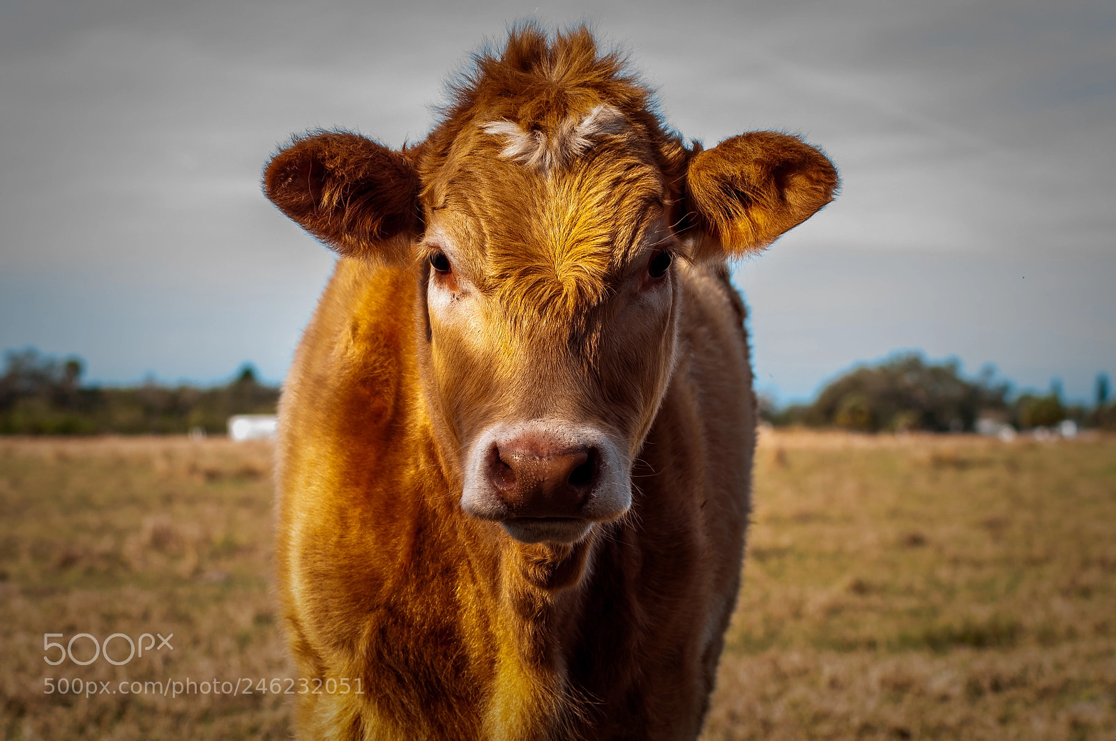 Nikon D5000 sample photo. Cow portrait photography