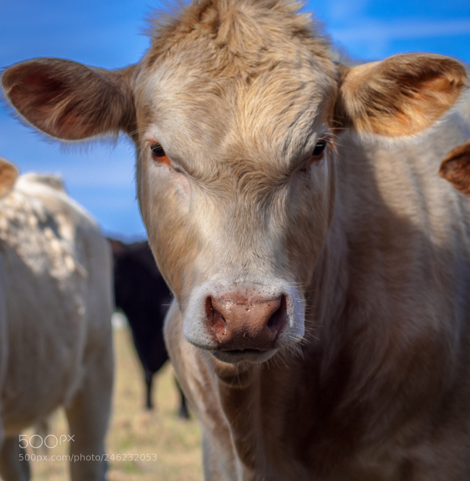 Nikon D5000 sample photo. Cow portrait photography